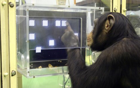 babies chimpanzee for sale babies chimpanzee for sale