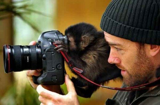 Funny Monkey Photographs (6) Funny Monkey Photographs (6)