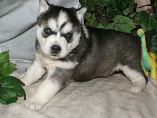 Black And White Husky Dogs. Id puppies apr , though many